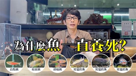 魚一直死怎麼辦|揭密！為什麼養魚一直死的真相